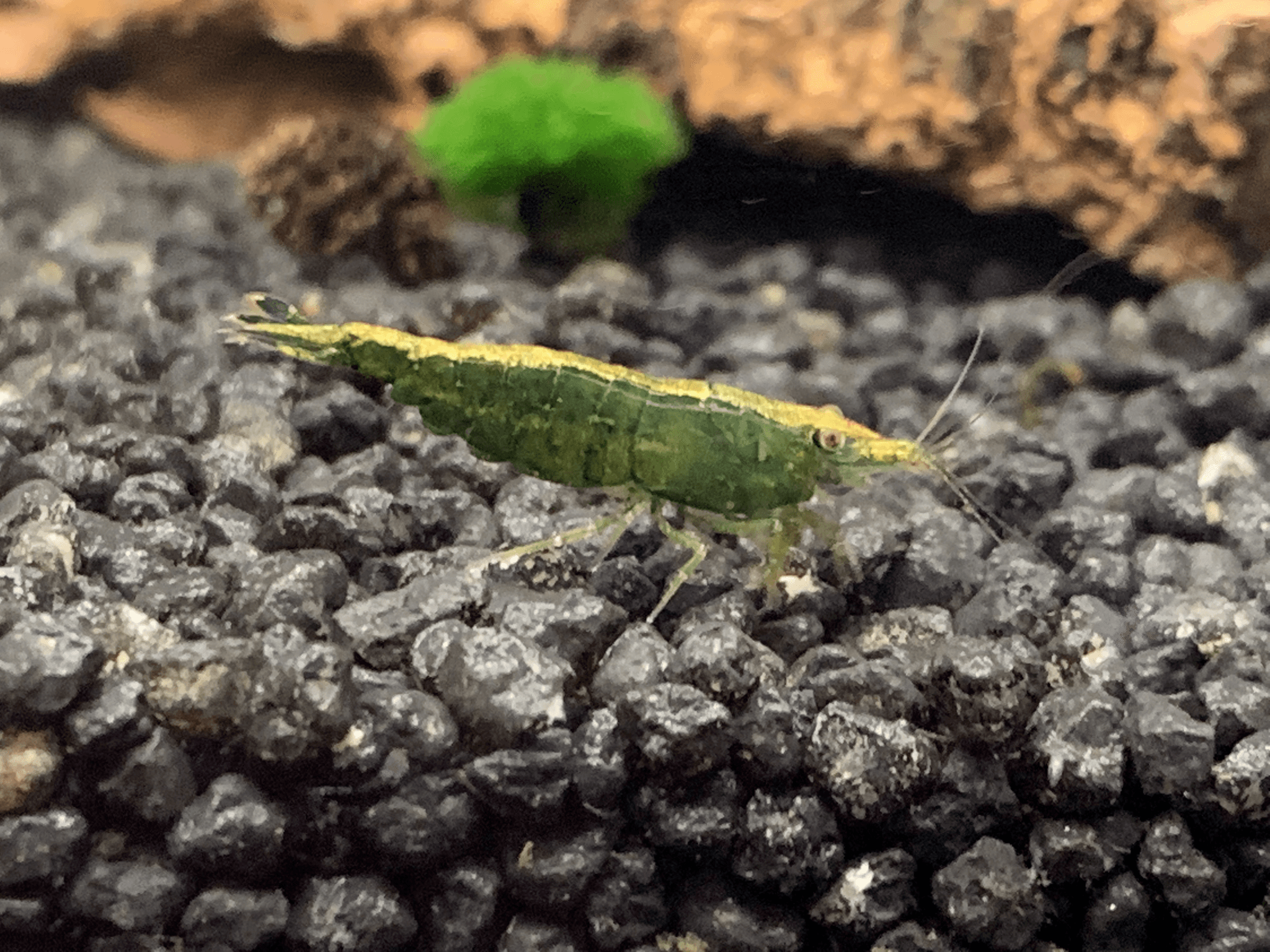 Green Jade - Golden