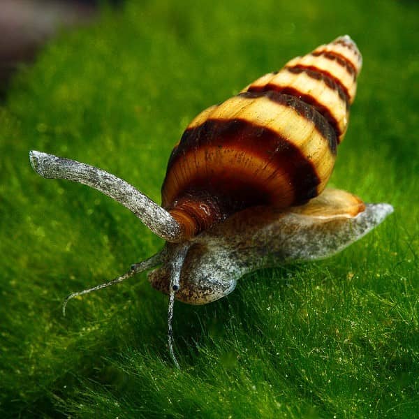 Snail-eating snail