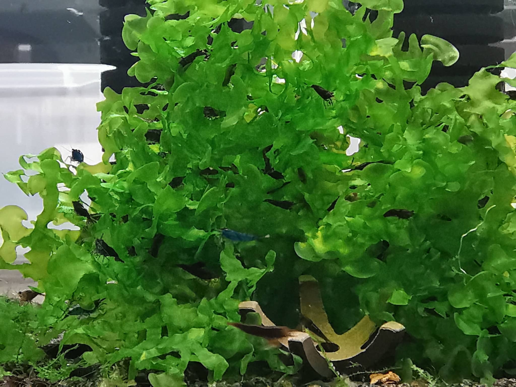 Freshwater rod