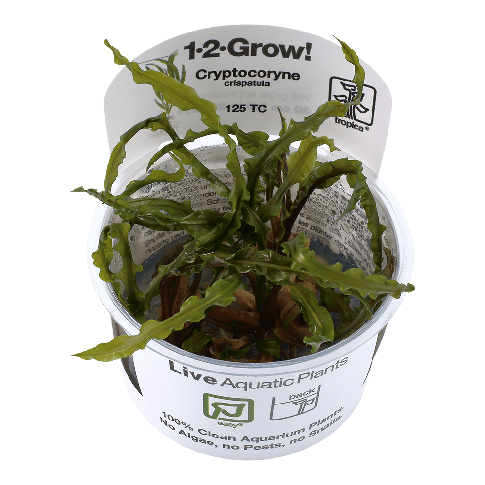 Cryptocoryne crispatula