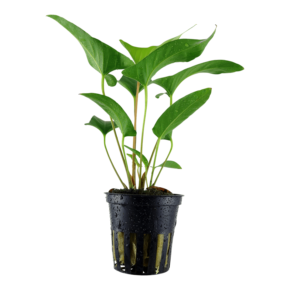 Anubias gracilis