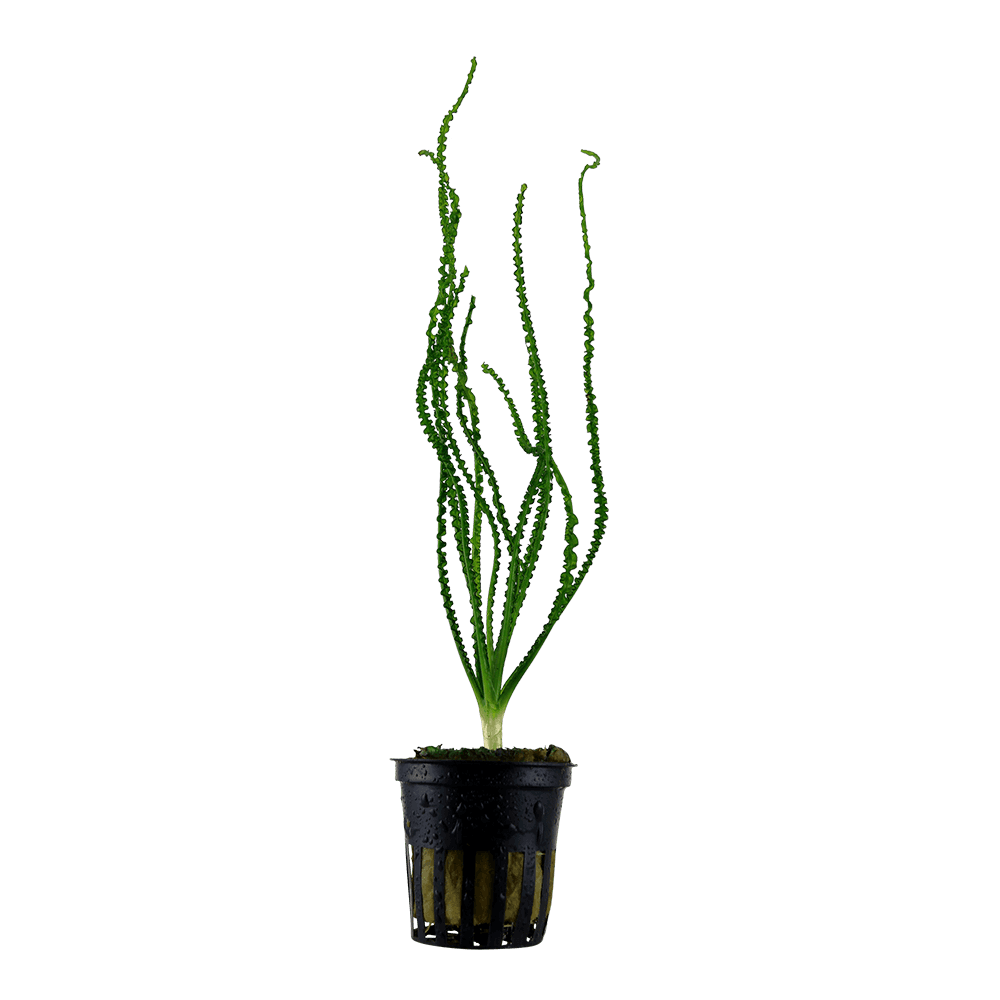 Crinum calamistratum