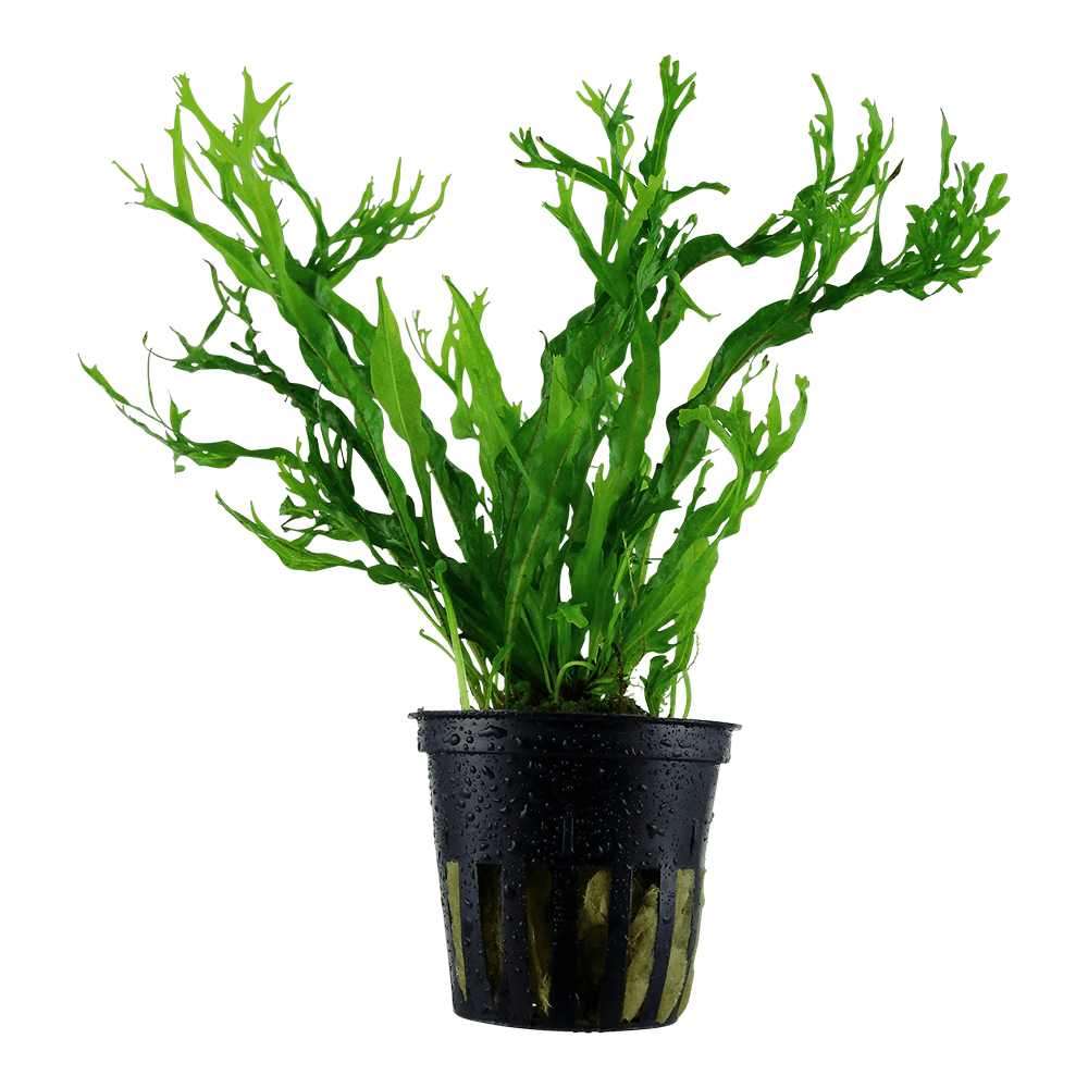 Microsorum pteropus 'Windeløv'