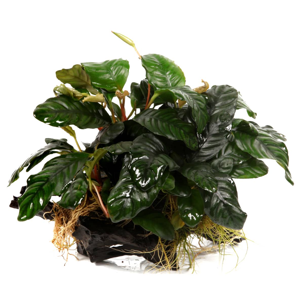 Anubias barteri sp, on root XL