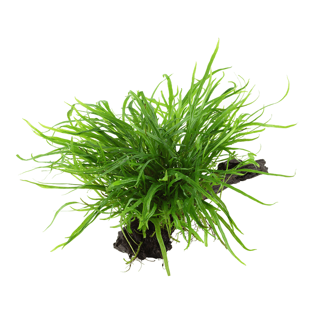 Microsorum pteropus 'Trident' på rot