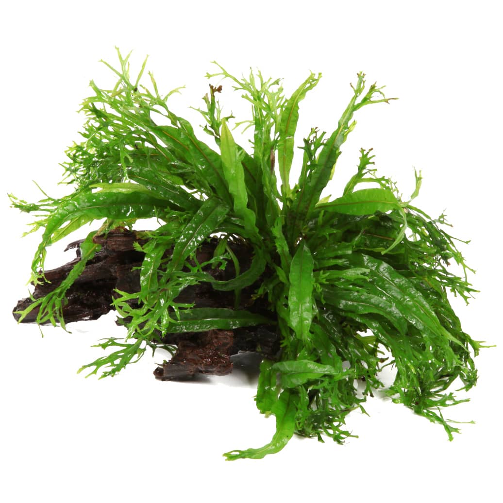 Microsorum pteropus 'Windeløv' on root