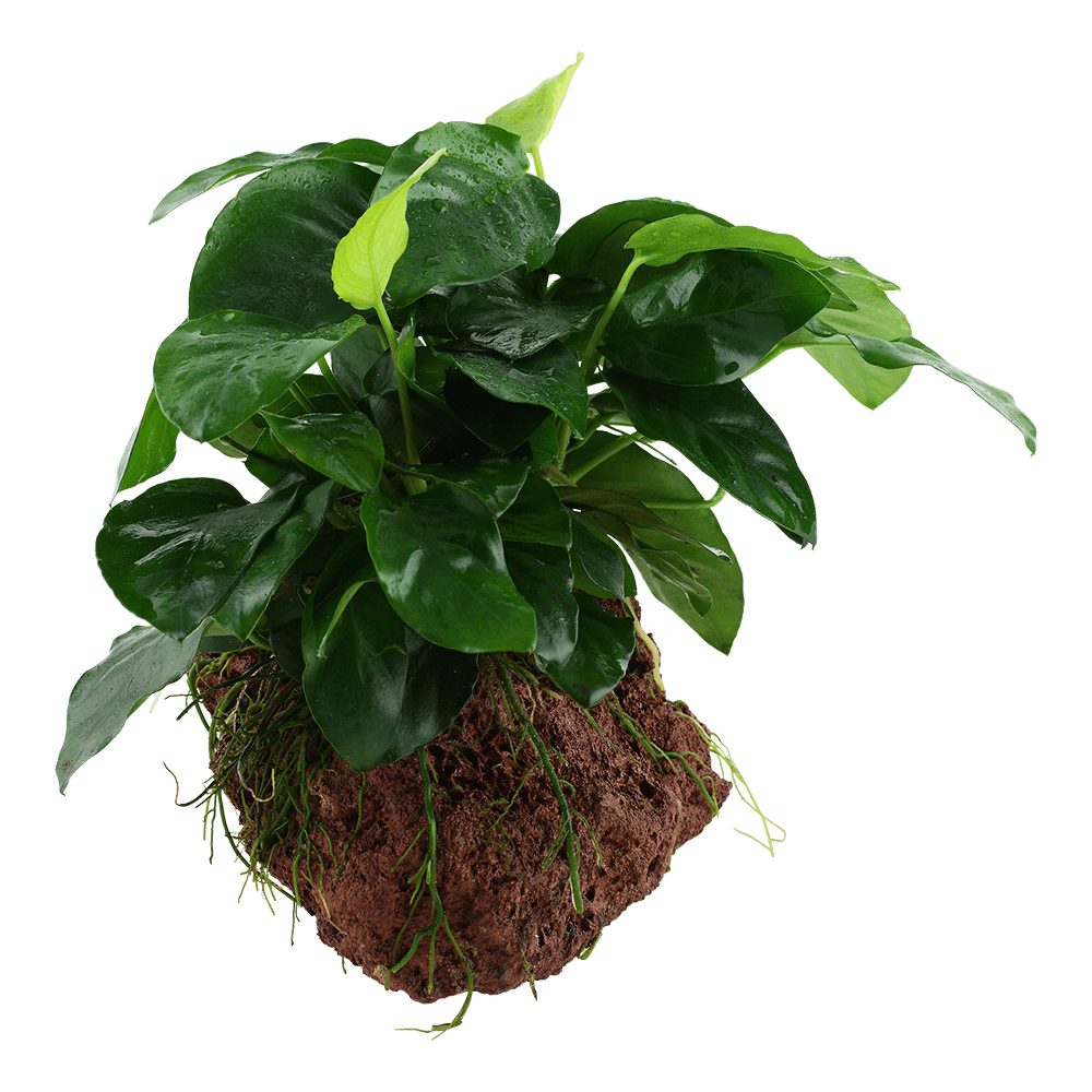 Anubias barteri var, nana på lavasten