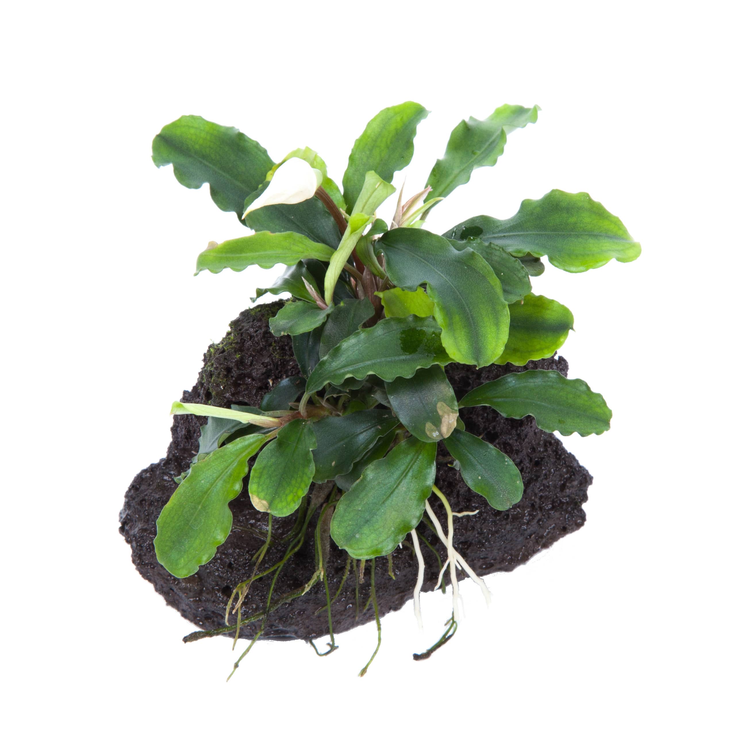 Bucephalandra pygmaea 'Bukit Kelam' på lavasten