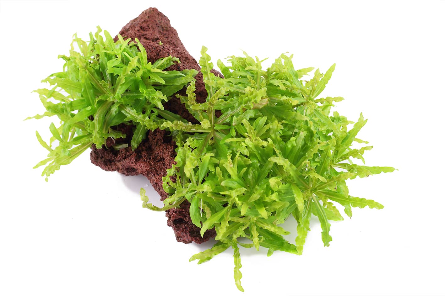 Pogostemon helferi på lavasten