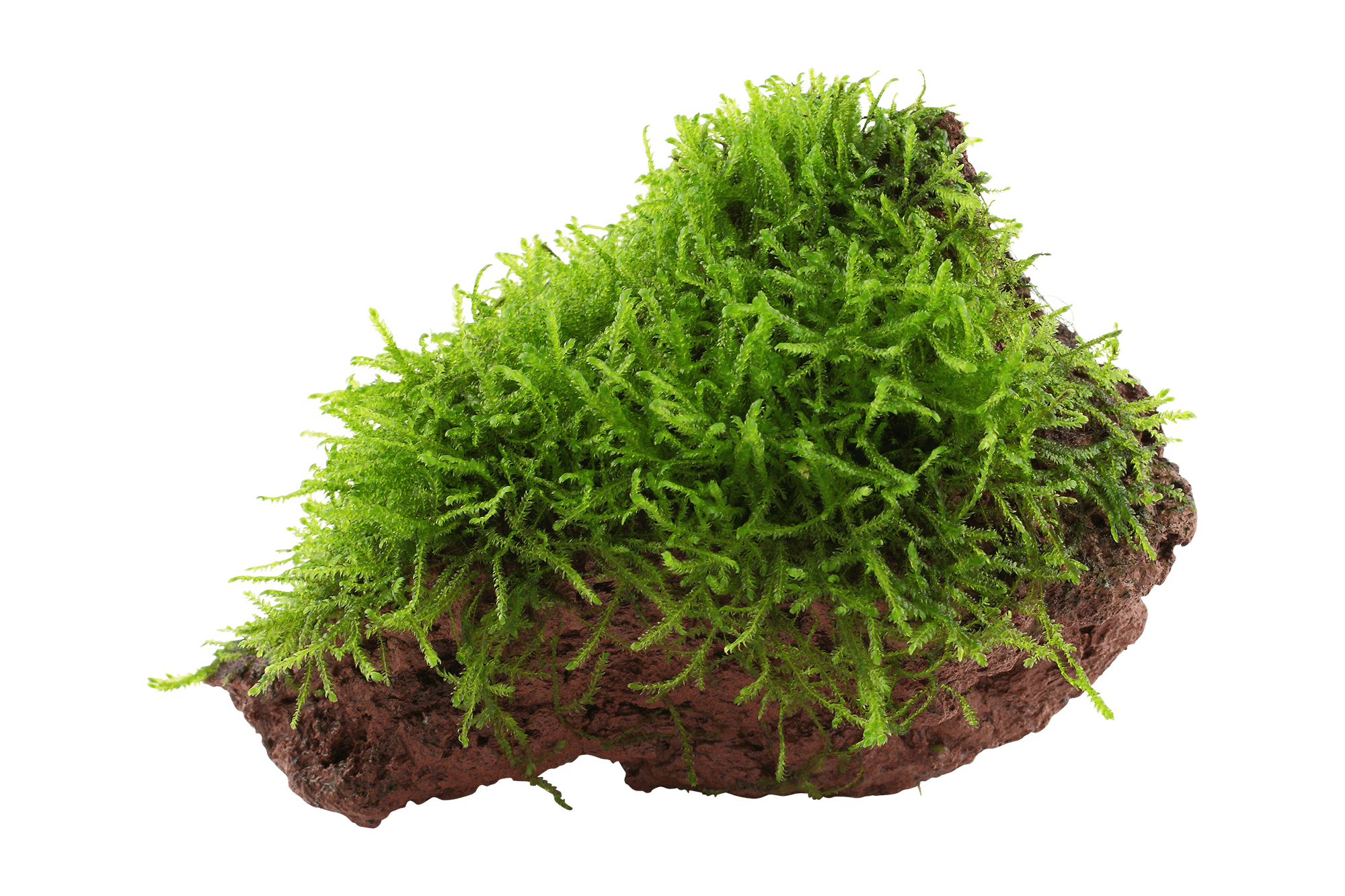 Taxiphyllum barbieri 'Bogor Mossa' on lava rock