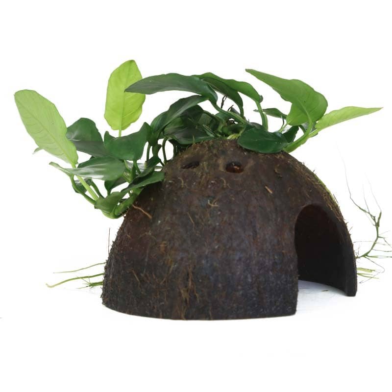 Anubias barteri was, nana on coconut shell