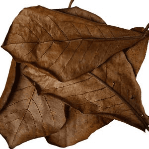 Catappa leaves