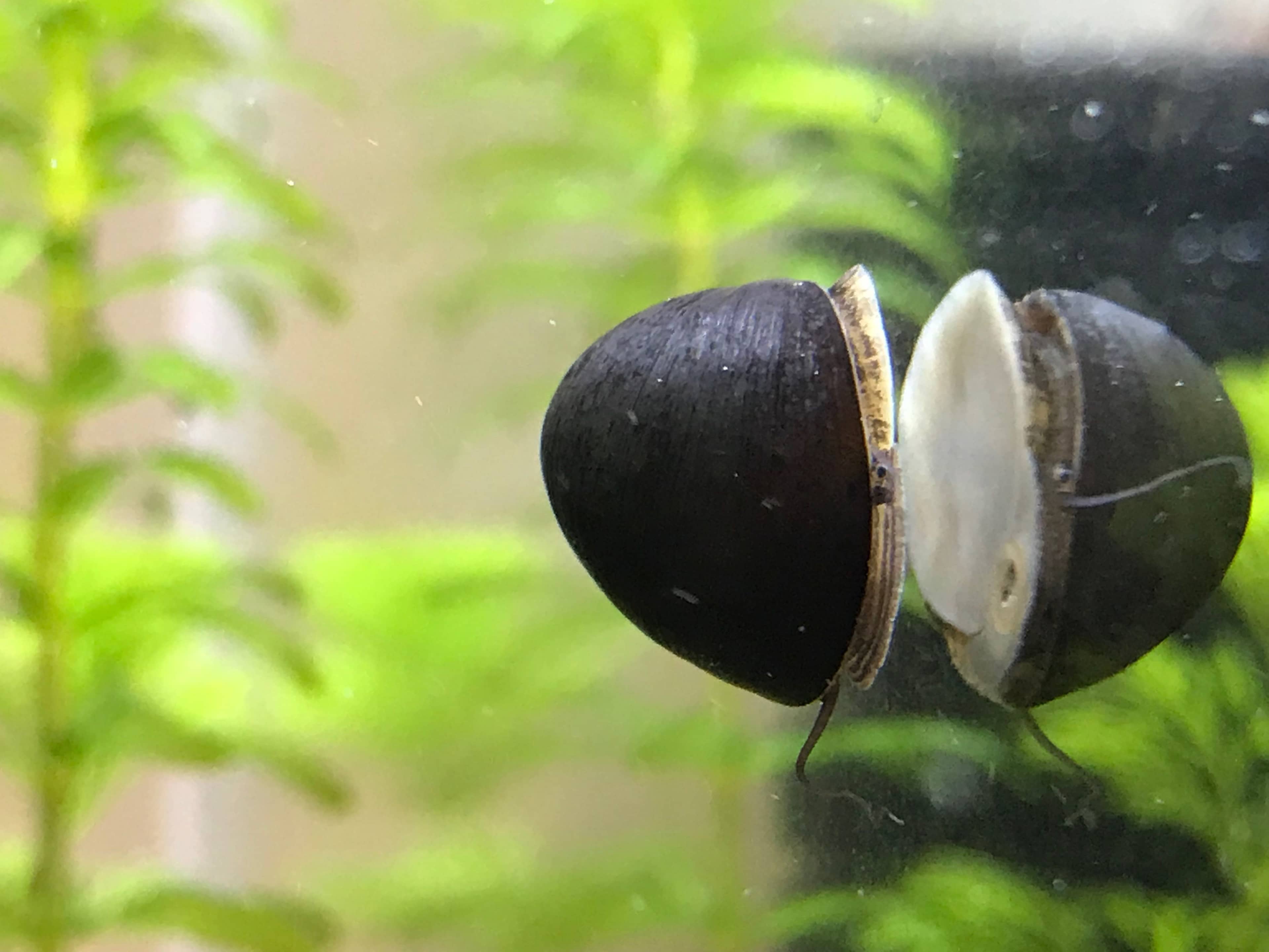 Military Helmet shell
