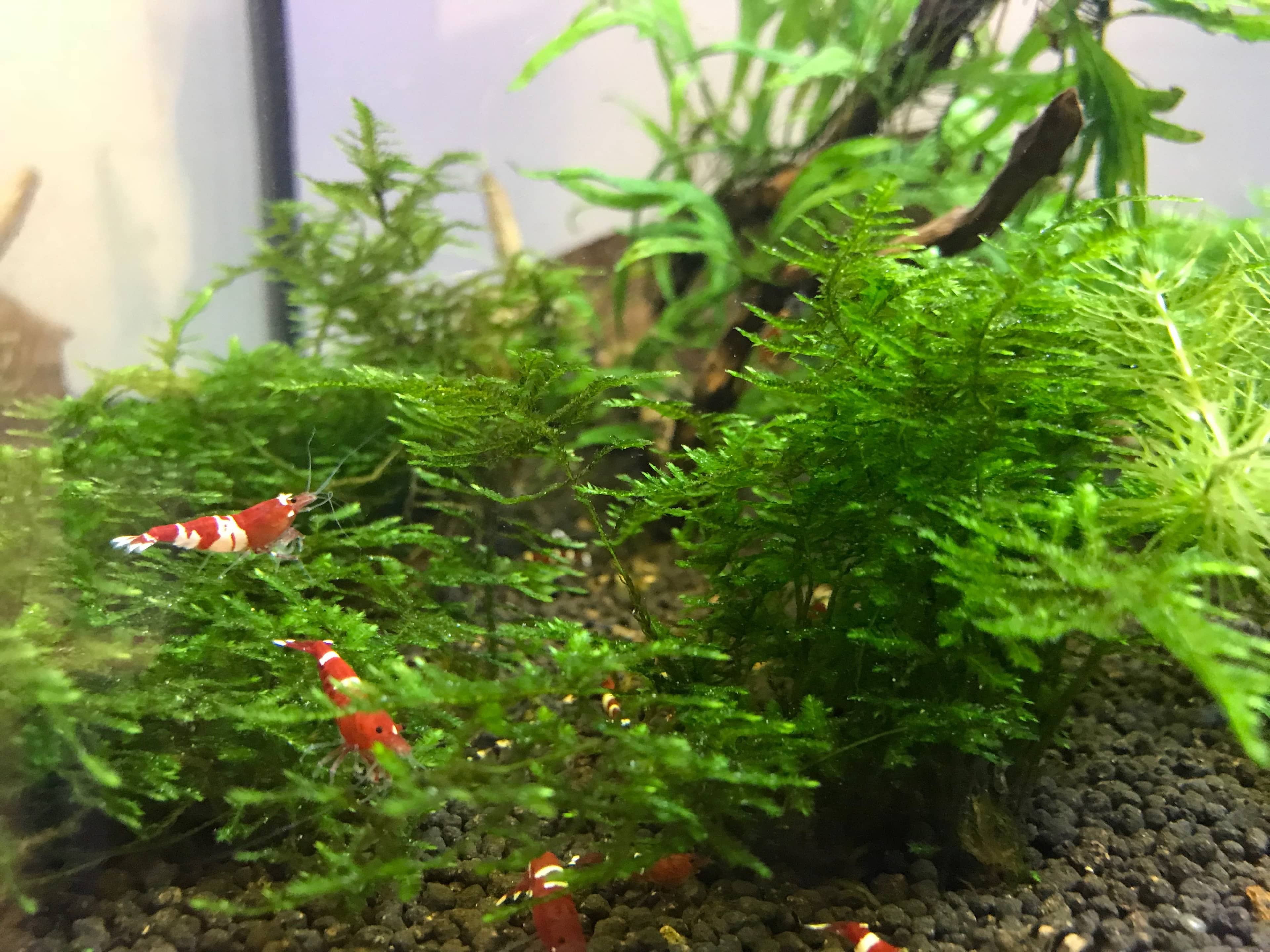 Christmas Moss