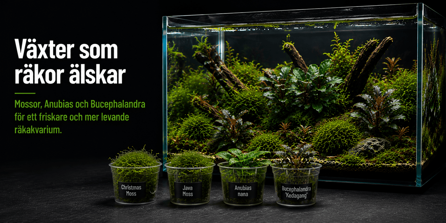 Plants that shrimp love