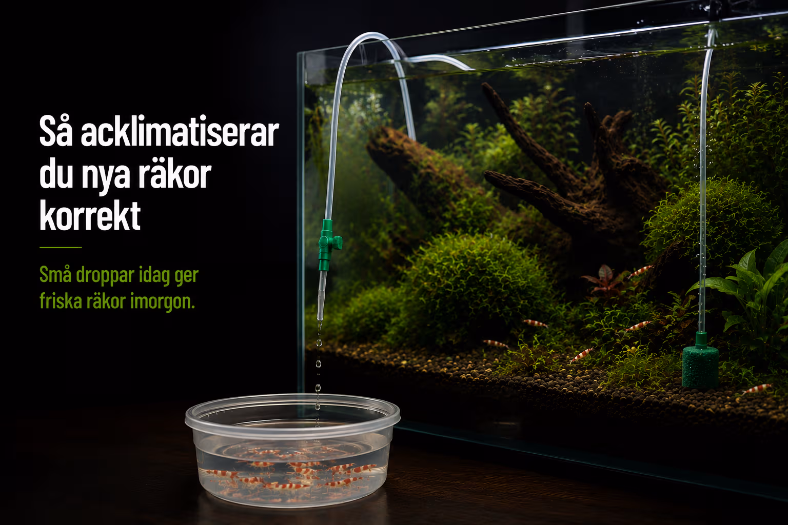 How to acclimatize new shrimp correctly