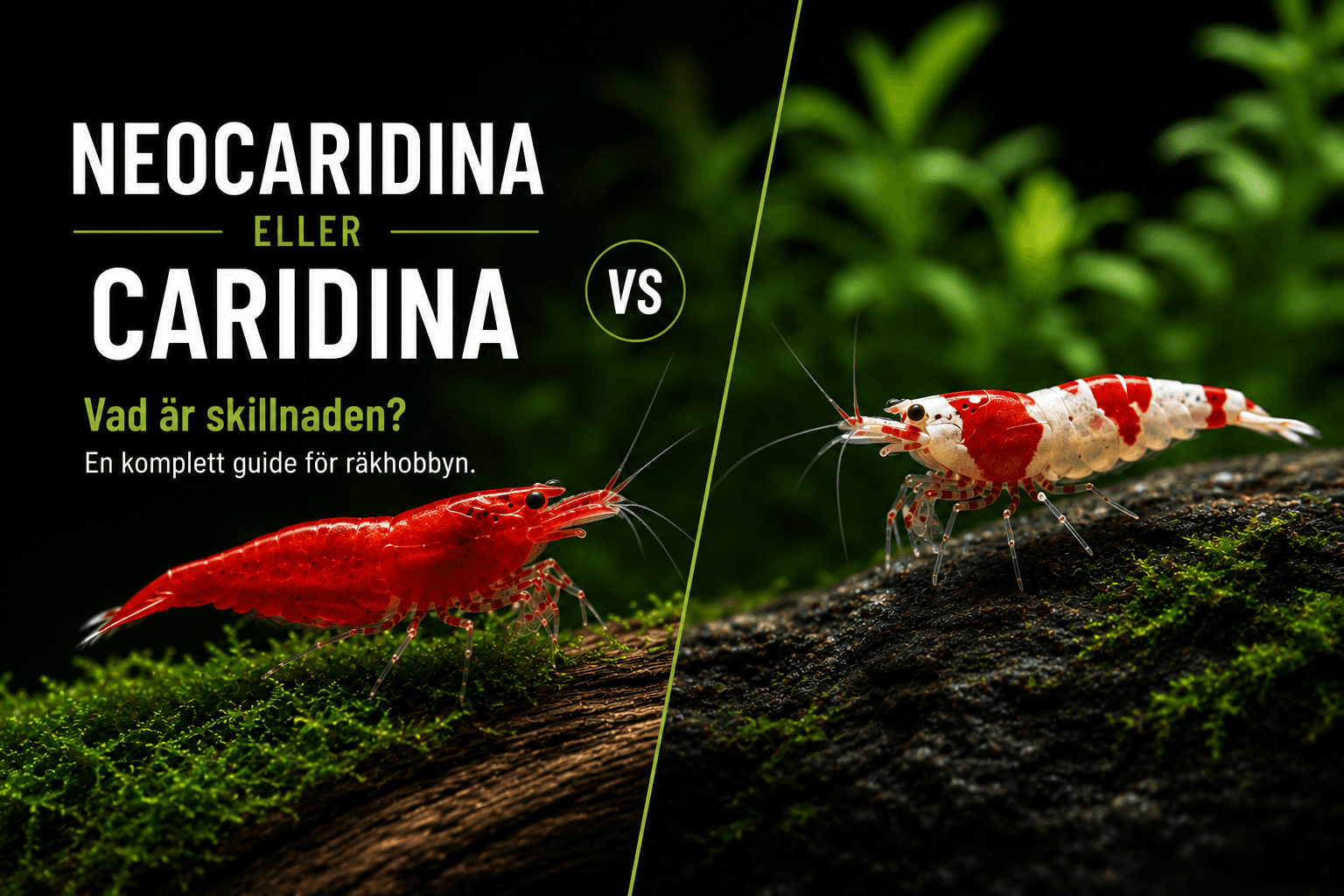 Neocaridina eller Caridina – vad är skillnaden?