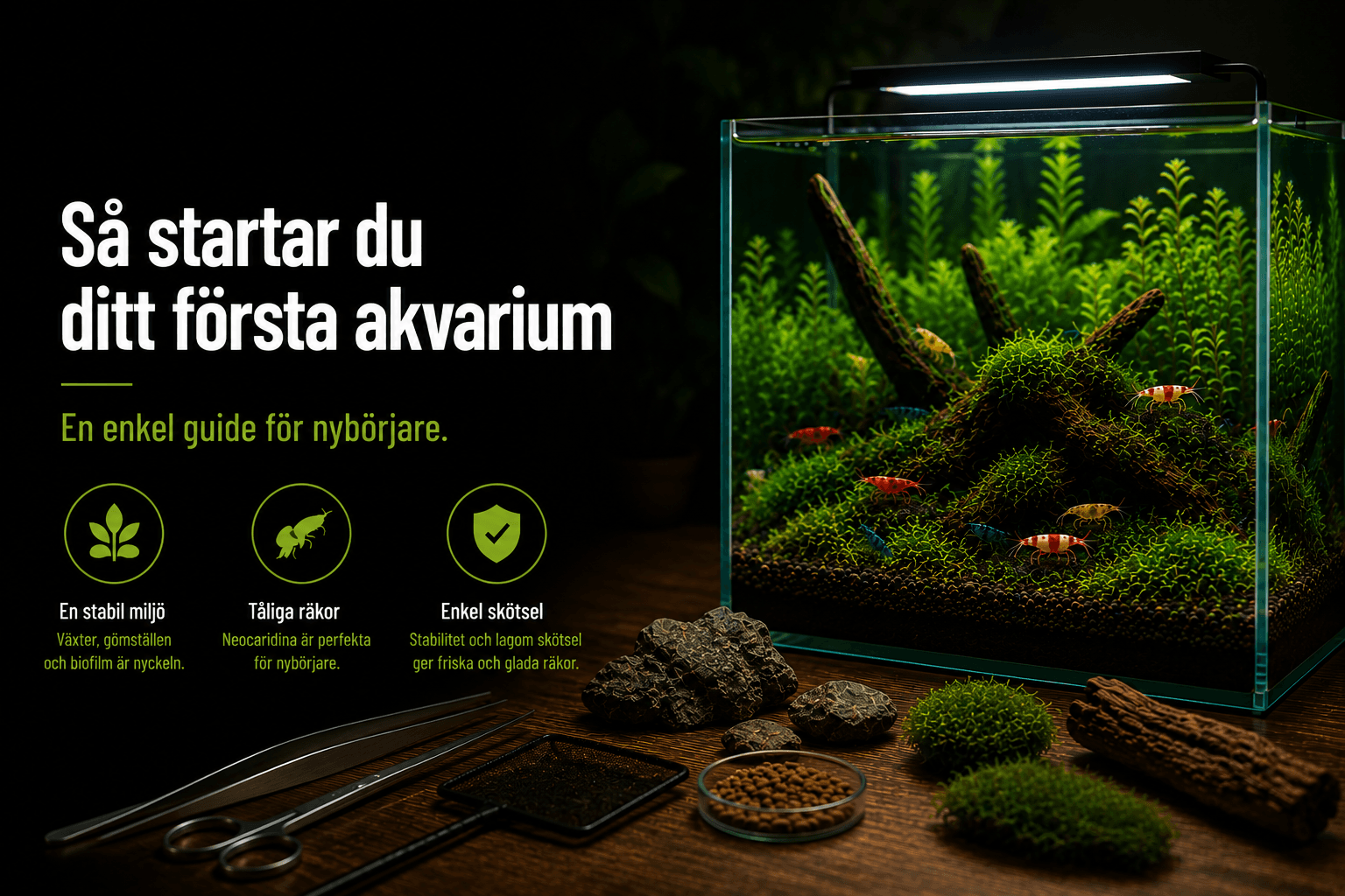 Så startar du ditt första räkakvarium