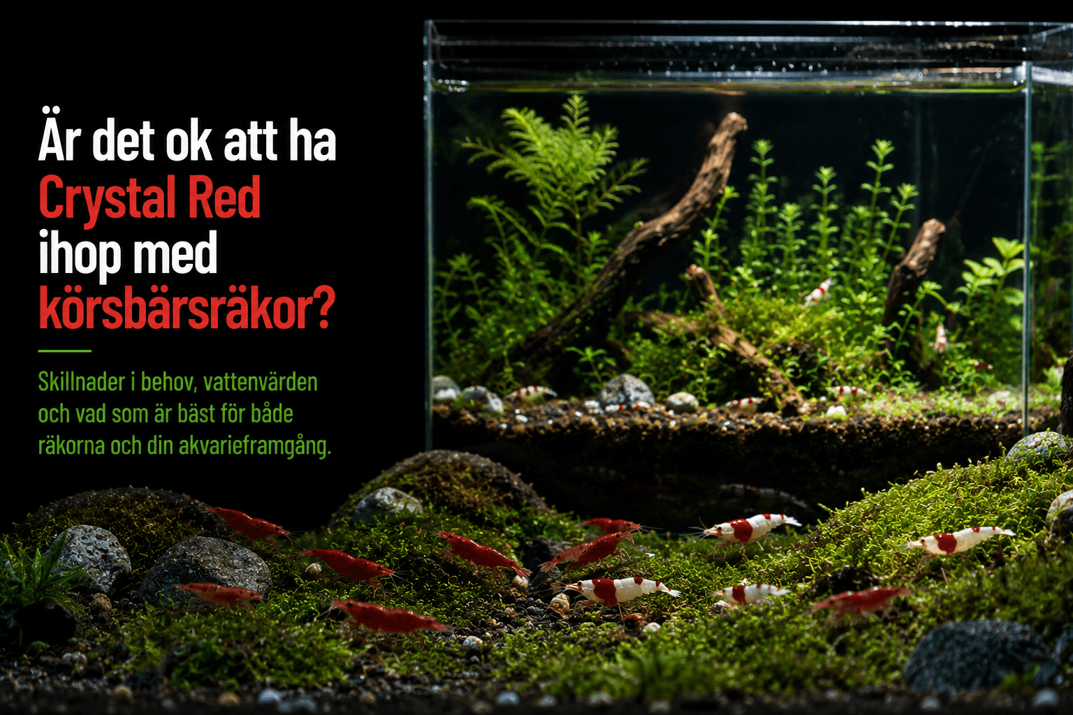 Can Crystal Red and Cherry Shrimp Go Together?