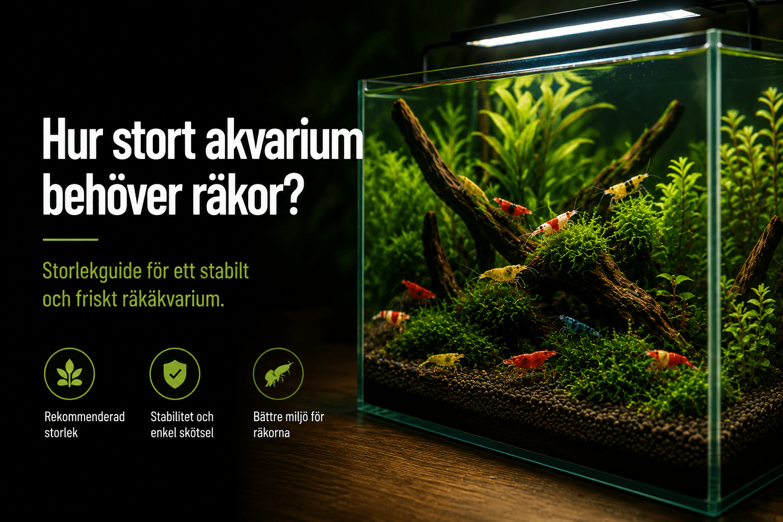 Hur stort akvarium behöver räkor?