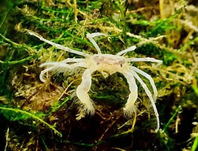 Micro Spider Crab - Aquatic