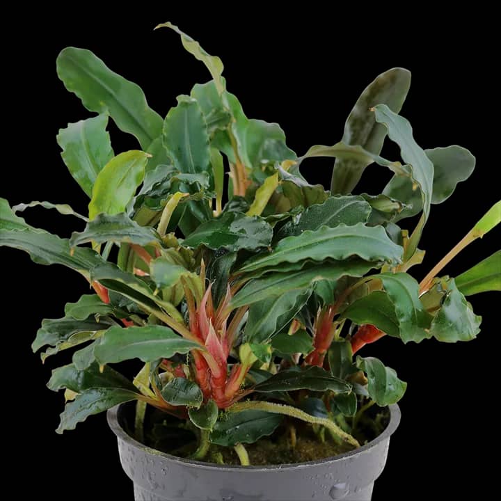 Bucephalandra sp, 'Red'