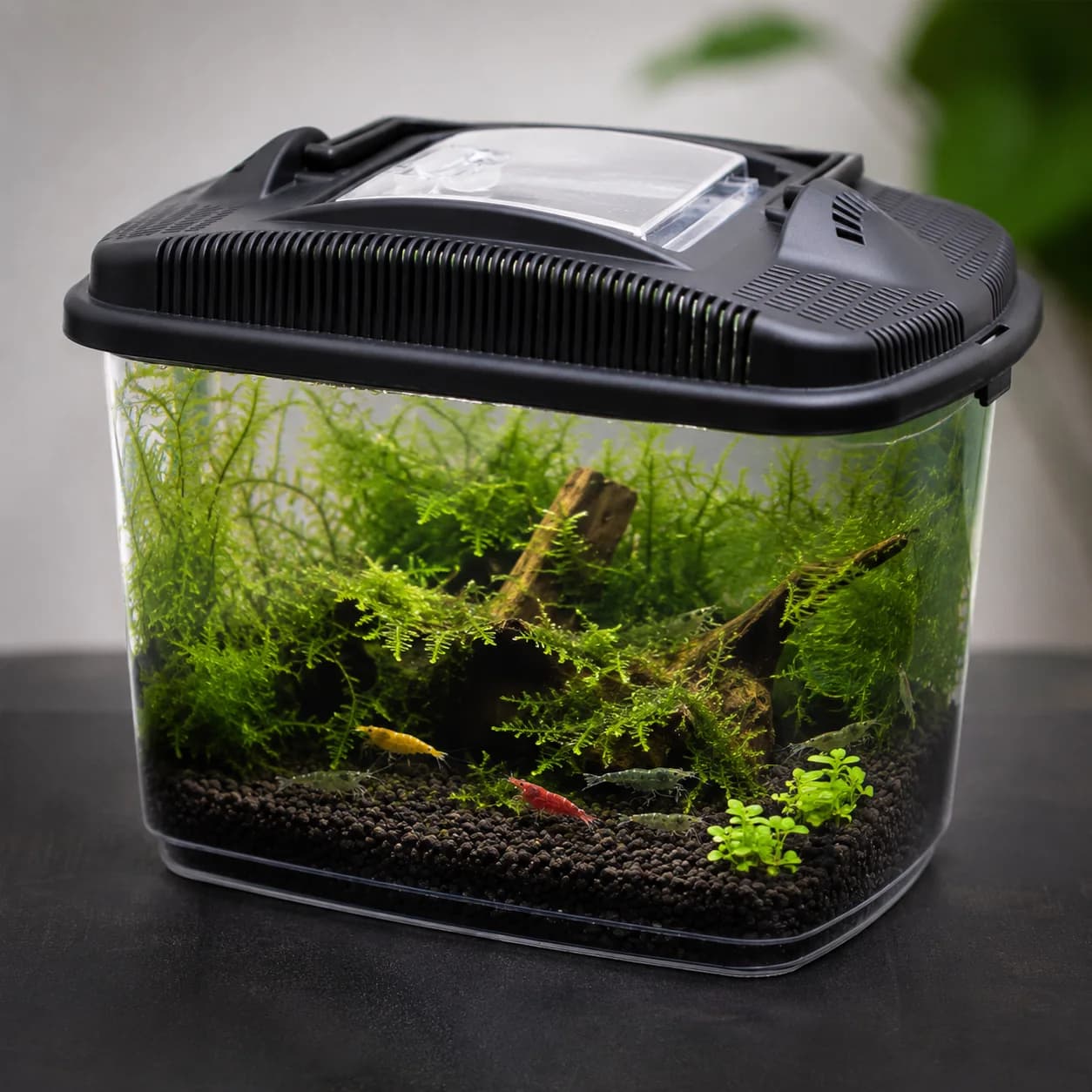 Nano Aquarium for shrimp - 3l