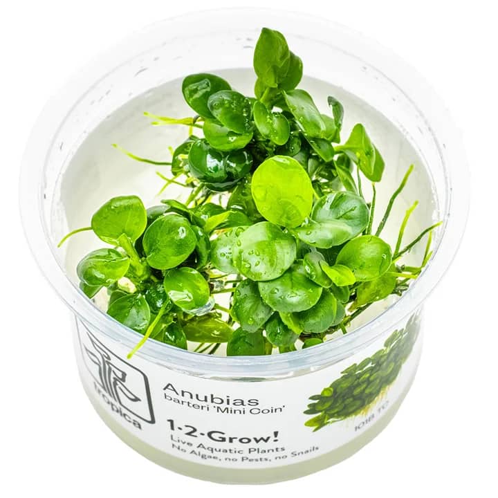 Anubia's Barteri 'Mini Coin'