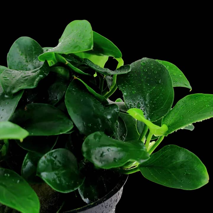 Anubias barteri 'Petite'